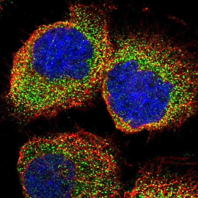 DDAH2 Antibody - BSA Free Immunocytochemistry/ Immunofluorescence: DDAH2 Antibody - BSA Free [NBP1-86092]