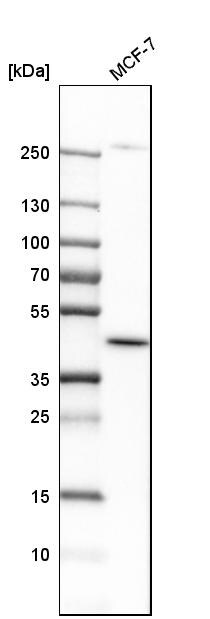 DHODH Antibody - BSA Free Western Blot: DHODH Antibody - BSA Free [NBP1-86097]