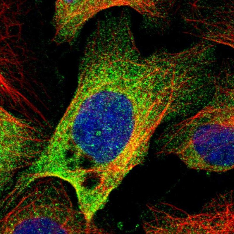 EFCAB14 Antibody - BSA Free Immunocytochemistry/ Immunofluorescence: EFCAB14 Antibody [NBP1-86098]