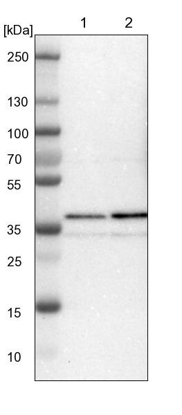 NAPG Antibody - BSA Free Western Blot: NAPG Antibody - BSA Free [NBP1-86101]