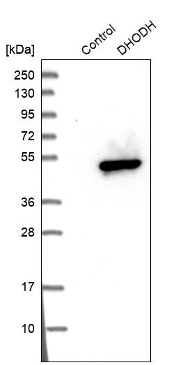 DHODH Antibody - BSA Free Western Blot: DHODH Antibody - BSA Free [NBP1-86110]