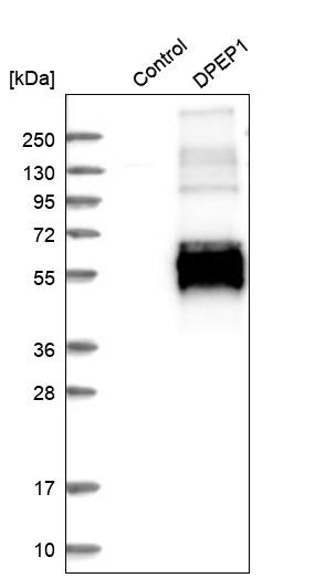 DPEP1 Antibody - BSA Free Western Blot: DPEP1 Antibody - BSA Free [NBP1-86115]