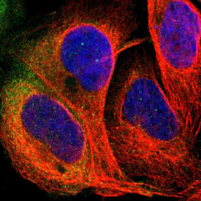 PDE5A Antibody - BSA Free Immunocytochemistry/ Immunofluorescence: PDE5A Antibody [NBP1-86139]