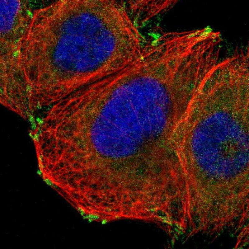 GIT1 Antibody - BSA Free Immunocytochemistry/ Immunofluorescence: GIT1 Antibody [NBP1-86144]