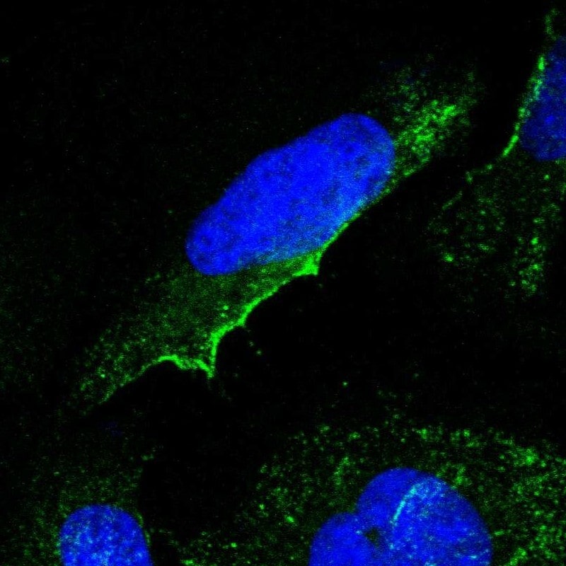 GNG2 Antibody - BSA Free Immunocytochemistry/ Immunofluorescence: GNG2 Antibody [NBP1-86156]