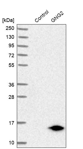 GNG2 Antibody - BSA Free Western Blot: GNG2 Antibody - BSA Free [NBP1-86156]