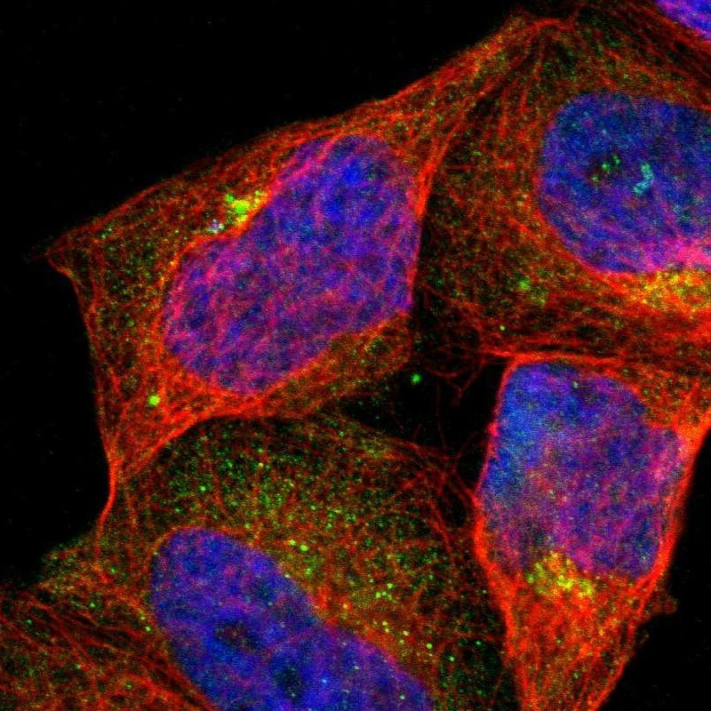 ASB7 Antibody - BSA Free Immunocytochemistry/ Immunofluorescence: ASB7 Antibody [NBP1-86157]