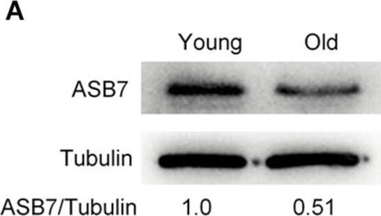 ASB7 Antibody - BSA Free