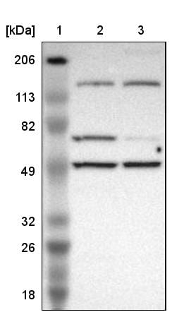 MIPOL1 Antibody - BSA Free Western Blot: MIPOL1 Antibody - BSA Free [NBP1-86161]