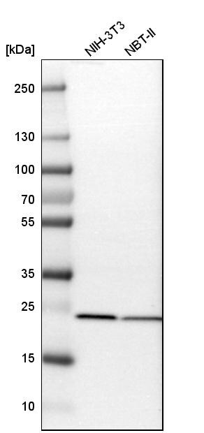 SOD2/Mn-SOD Antibody - BSA Free Western Blot: SOD2/Mn-SOD Antibody - BSA Free [NBP1-86169]