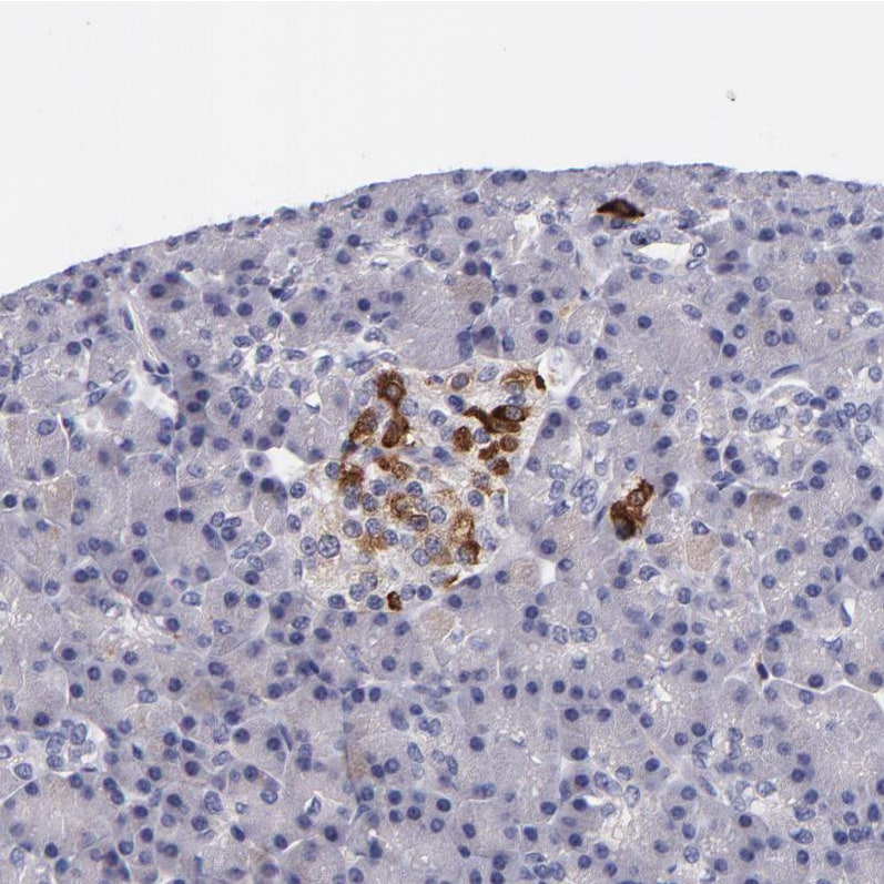 RBP4/Retinol-Binding Protein 4 Antibody - BSA Free Immunohistochemistry-Paraffin: RBP4/Retinol-Binding Protein 4 Antibody - BSA Free [NBP1-86173]