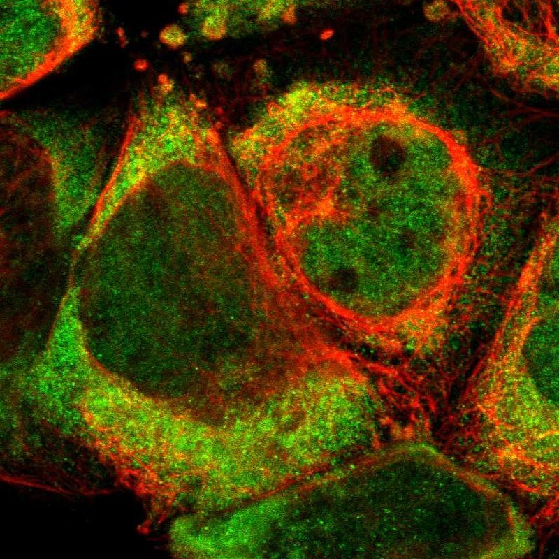 SYTL4 Antibody - BSA Free Immunocytochemistry/ Immunofluorescence: SYTL4 Antibody - BSA Free [NBP1-86174]