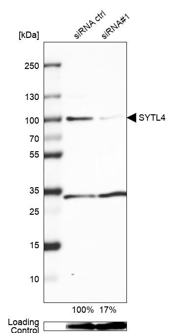 SYTL4 Antibody - BSA Free Western Blot: SYTL4 Antibody - BSA Free [NBP1-86174]