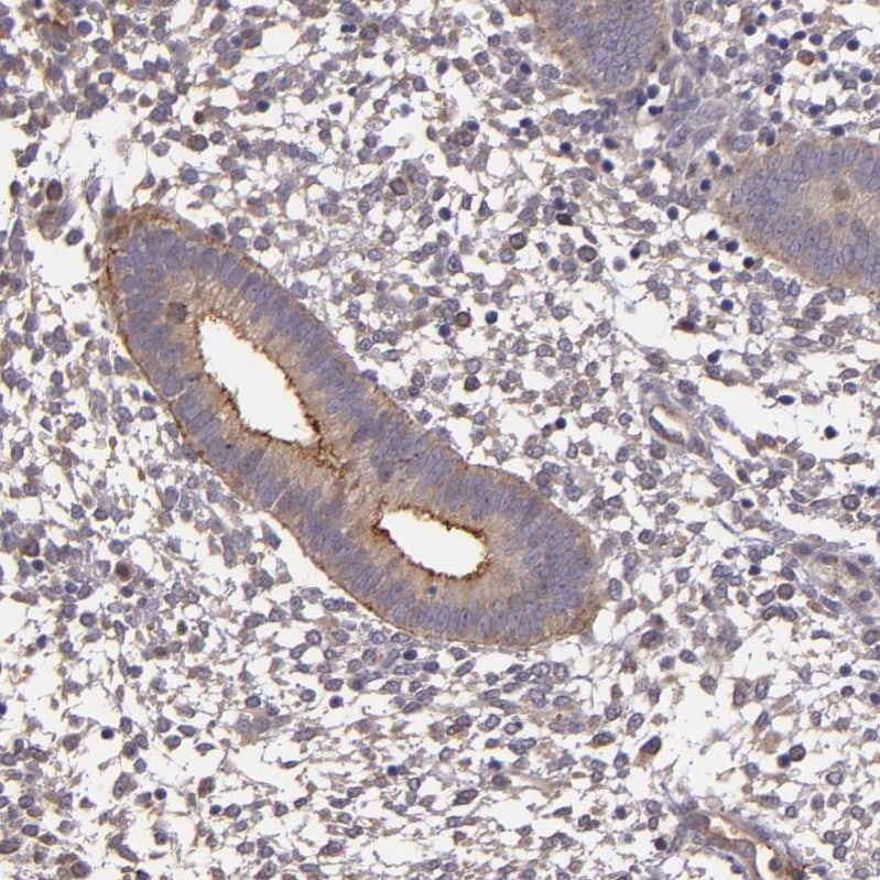 SYTL4 Antibody - BSA Free Immunohistochemistry-Paraffin: SYTL4 Antibody - BSA Free [NBP1-86176]