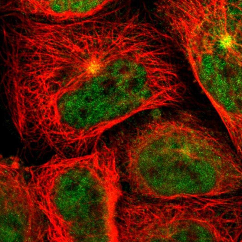SYTL4 Antibody - BSA Free Immunocytochemistry/ Immunofluorescence: SYTL4 Antibody - BSA Free [NBP1-86176]