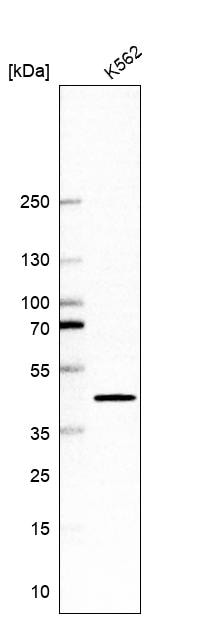 CrkL Antibody - BSA Free Western Blot: CrkL Antibody - BSA Free [NBP1-86181]