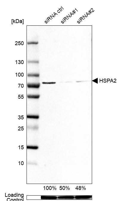 HSPA2 Antibody - BSA Free Western Blot: HSPA2 Antibody - BSA Free [NBP1-86185]