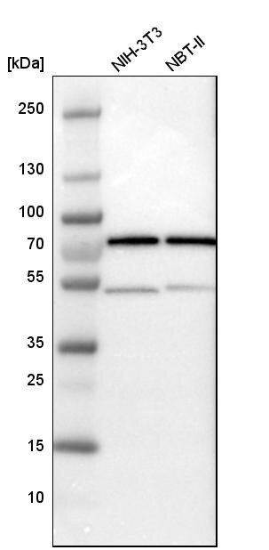 HSPA2 Antibody - BSA Free Western Blot: HSPA2 Antibody - BSA Free [NBP1-86185]