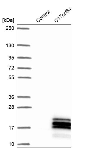 C17orf64 Antibody - BSA Free Western Blot: C17orf64 Antibody - BSA Free [NBP1-86197]