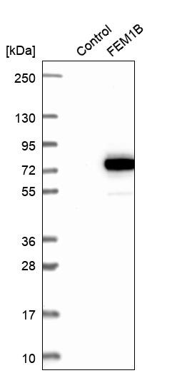 FEM1B Antibody - BSA Free Western Blot: FEM1B Antibody - BSA Free [NBP1-86219]