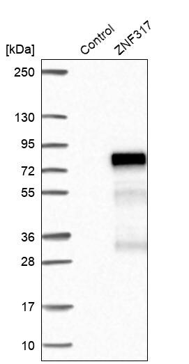 ZNF317 Antibody - BSA Free Western Blot: ZNF317 Antibody - BSA Free [NBP1-86220]