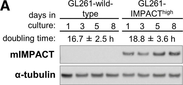 IMPACT Antibody - BSA Free