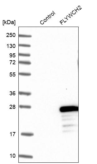 FLYWCH2 Antibody - BSA Free Western Blot: FLYWCH2 Antibody - BSA Free [NBP1-86227]