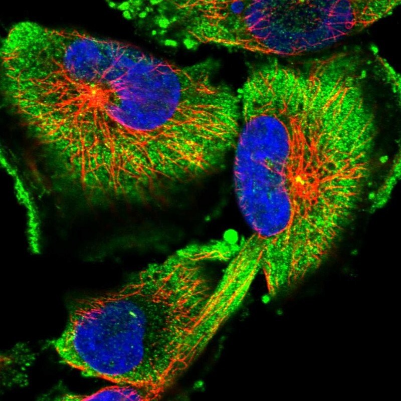 FAM45A Antibody - BSA Free Immunocytochemistry/ Immunofluorescence: FAM45A Antibody - BSA Free [NBP1-86232]