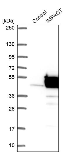 IMPACT Antibody - BSA Free Western Blot: IMPACT Antibody - BSA Free [NBP1-86234]