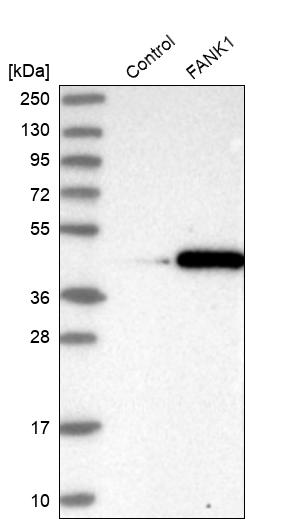 FANK1 Antibody - BSA Free Western Blot: FANK1 Antibody - BSA Free [NBP1-86258]