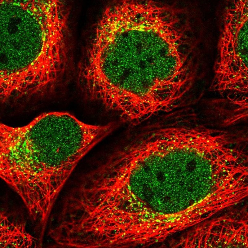 SEC24B Antibody - BSA Free Immunocytochemistry/ Immunofluorescence: SEC24B Antibody [NBP1-86263]