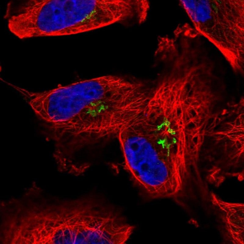 Arylsulfatase B/ARSB Antibody - BSA Free Immunocytochemistry/ Immunofluorescence: Arylsulfatase B/ARSB Antibody [NBP1-86270]