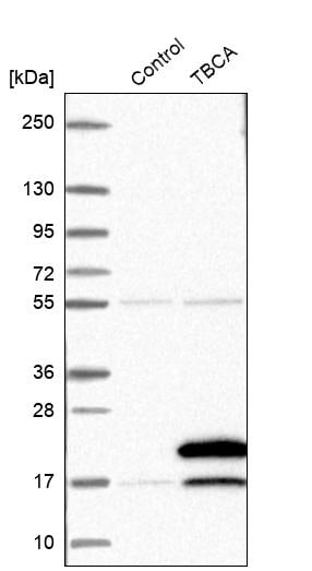 TBCA Antibody - BSA Free Western Blot: TBCA Antibody - BSA Free [NBP1-86288]
