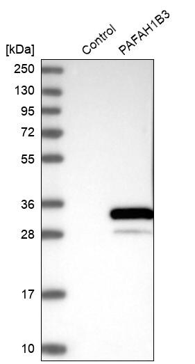 PAFAH1B3 Antibody - BSA Free Western Blot: PAFAH1B3 Antibody - BSA Free [NBP1-86305]