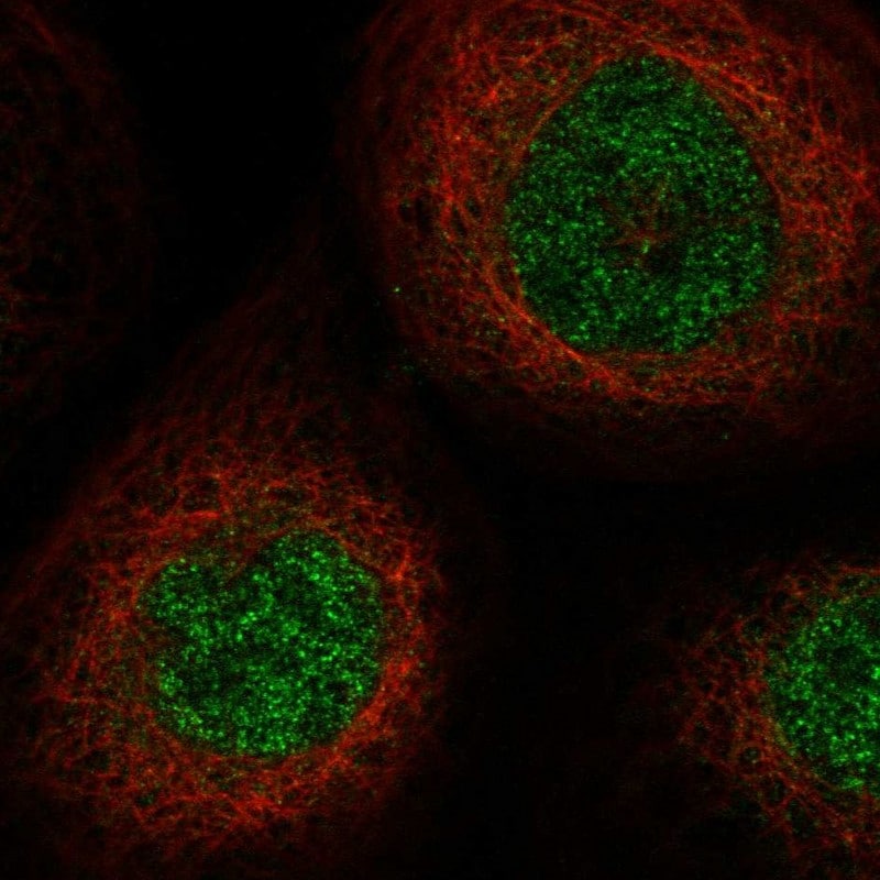 SLC25A43 Antibody - BSA Free Immunocytochemistry/ Immunofluorescence: SLC25A43 Antibody [NBP1-86310]