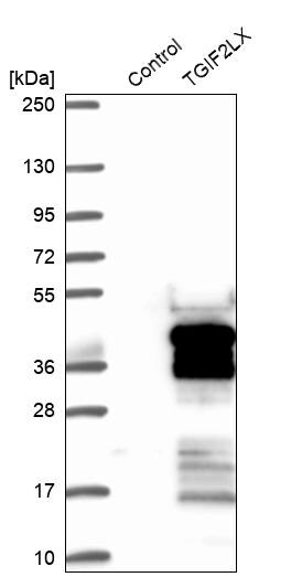 TGIF2LX Antibody - BSA Free Western Blot: TGIF2LX Antibody - BSA Free [NBP1-86320]