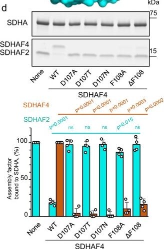 SDHAF4 Antibody - BSA Free