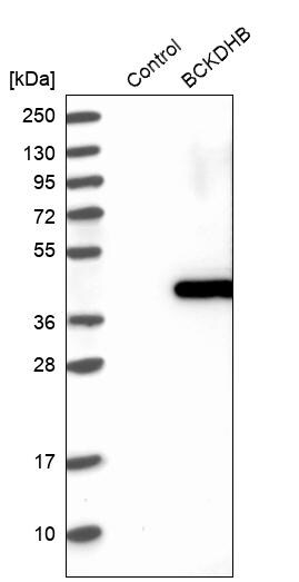BCKDHB Antibody - BSA Free Western Blot: BCKDHB Antibody - BSA Free [NBP1-86326]