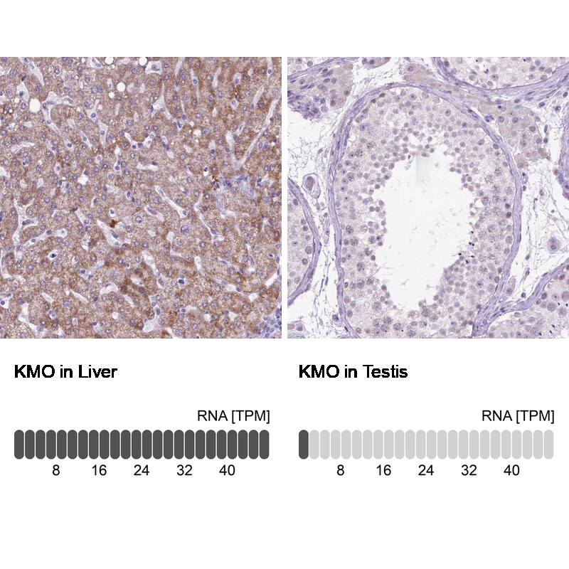 Kynurenine 3-Monooxygenase/KMO Antibody - BSA Free Immunohistochemistry-Paraffin: Kynurenine 3-Monooxygenase/KMO Antibody - BSA Free [NBP1-86335]