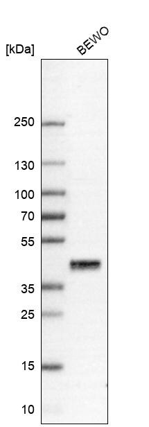 Prostasin/Prss8 Antibody - BSA Free Western Blot: Prostasin/Prss8 Antibody - BSA Free [NBP1-86340]