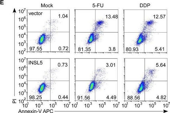 INSL5 Antibody - BSA Free