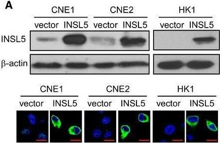 INSL5 Antibody - BSA Free
