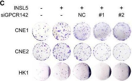 INSL5 Antibody - BSA Free