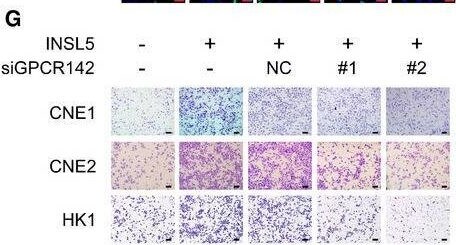 INSL5 Antibody - BSA Free