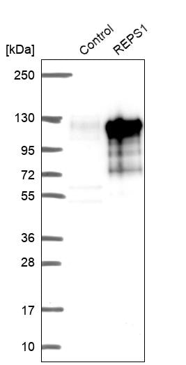 REPS1 Antibody - BSA Free Western Blot: REPS1 Antibody - BSA Free [NBP1-86344]