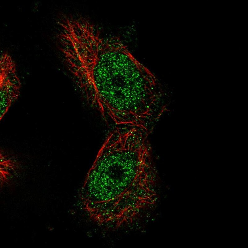 MTF1 Antibody - BSA Free Immunocytochemistry/ Immunofluorescence: MTF1 Antibody [NBP1-86379]