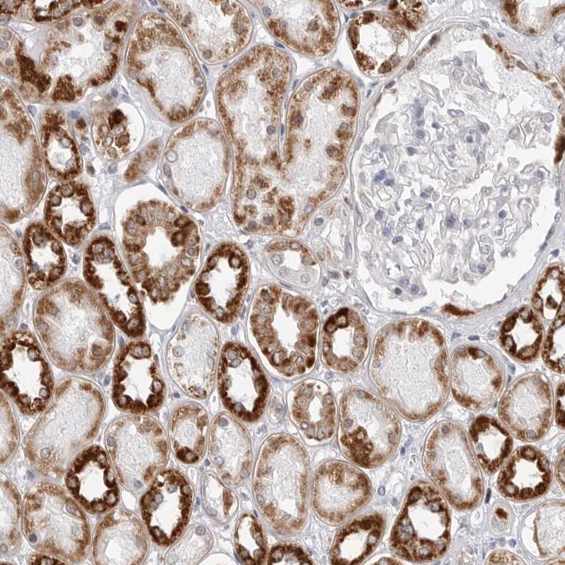 COX5A Antibody - BSA Free Immunohistochemistry-Paraffin: COX5A Antibody - BSA Free [NBP1-86386]