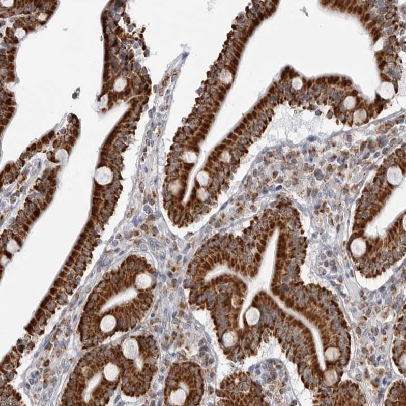 COX5A Antibody - BSA Free Immunohistochemistry-Paraffin: COX5A Antibody - BSA Free [NBP1-86386]