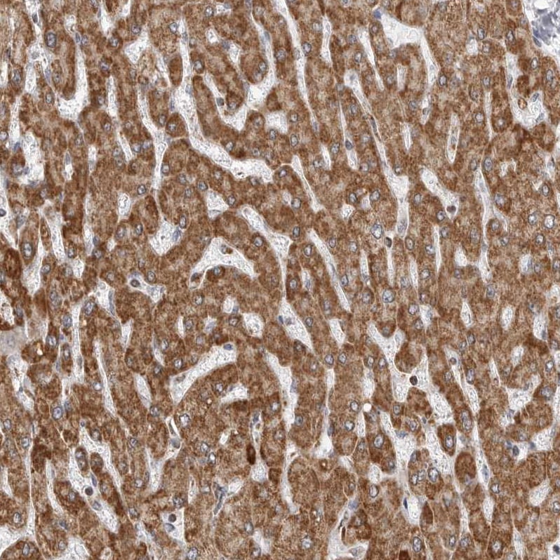 COX5A Antibody - BSA Free Immunohistochemistry-Paraffin: COX5A Antibody - BSA Free [NBP1-86386]