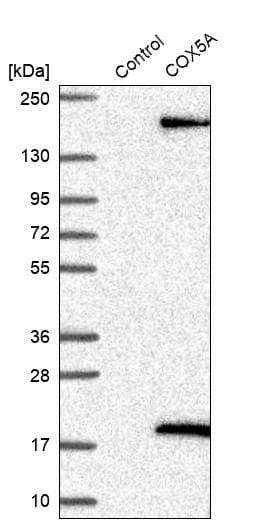 COX5A Antibody - BSA Free Western Blot: COX5A Antibody - BSA Free [NBP1-86386]